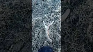 scouting elk winter grounds