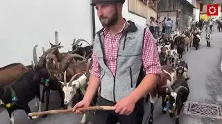 Almabtrieb in Tarrenz: Schafschied war Publikumsmagnet