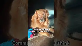 What you guys have in mind ?? 😂 #shorts #youtube #relatable #dog