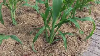 Sweet corn. Pruning and maintenance