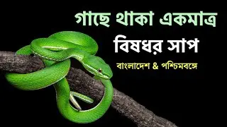 Green pit viper- দেশের একমাত্র গাছে বসবাসকারী বিষধর সাপ | Green Pit Viper Documentary Bangla
