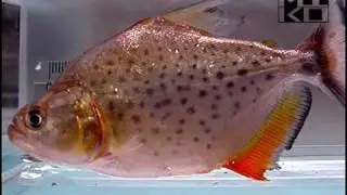 Serrasalmus medinai piranha 2