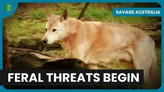 Battling Feral Onslaught - Savage Australia - S01 EP04 - Nature Documentary