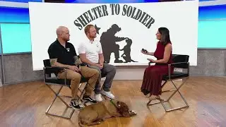 Shelter to Soldier trains dogs to provide support to active-duty military and veterans