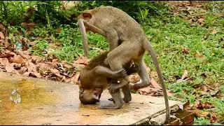 MG.,They’re Young and Best Friends…Why The Juvenile Monkeys Keep Playing Like This Act ?