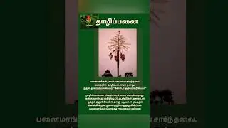 Talipot palm (Corypha umbraculifera)