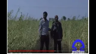ትግራይ ቲቪ: ፃዕዳ ወርቂ ሑመራ ዘመነ ምህርቲ 2011 ዓ/ም