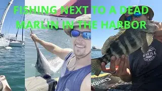 Float Tube Fishing with Live Bait Next To Dead Marlin in The Harbor