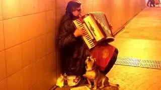 Dog singing with blind accordionist Коробейники