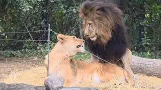 No39 リアン君の嬉しそうな顔🦁  1月3日撮影  #到津の森公園 