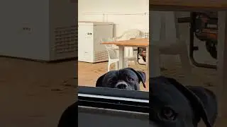Not much privacy here 😄 #canecorso #corso #corsolove #dog #doglife #doglove #shorts