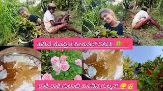 ರಾಶಿ ರಾಶಿ ಗುಲಾಬಿ ಹೂವಿನ ಗುಲ್ಕನ್😋🥳ಹರಿವೆ ಸೊಪ್ಪಿನ ಸೀಸನಲ್ Sale 🍀❤️