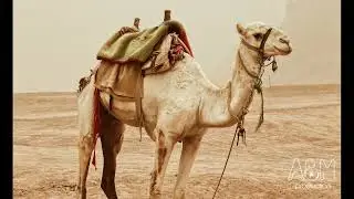 ABM Production - Arabic Habal