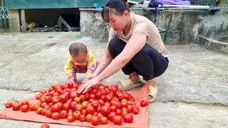 Harvesting the huge vegetable garden and bringing it home for preservation. L&yacute; Thị Đ&agrave;o