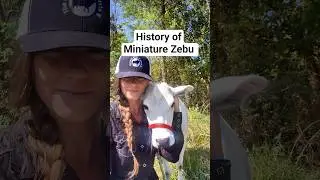 History of Miniature Zebu Cattle #cows #minicow #cattle #farmlife #fyp #miniaturezebu