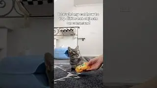 The smartest grey tabby😌 #cats #catsofyoutube #funnycats #funnycatshorts #cattraining #cattricks