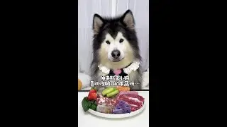 The polite little dog likes crispy food #Dog #Eating Immersively