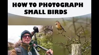 HOW TO PHOTOGRAPH SMALL BIRDS