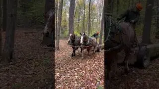 A good hitch for Elvis and Zodiac. #horselogging
