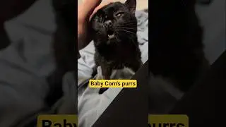 Just a happy little 10.5 month old cat #babycorncat #cerebellarhypoplasia #wobblycat #dwarfcat #purr