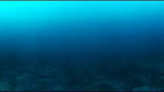 360° video from a deep-sea dropcam