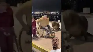 Тюлень гоняется за людьми