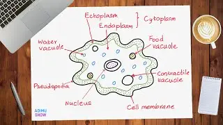 How To Draw An Amoeba | Step by step tutorial
