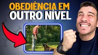 COMO FAZER O CACHORRO TE OBEDECER NA RUA