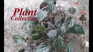 Red Betel Leaf (Piper Crocatum) - Plant Collection