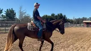 Teaching Gaited Horse and Rider To Canter In Arena - Rocky Mountain - Izzy - Gaited Horse Training