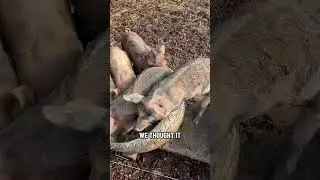 This is the good stuff 🐖 #farmlife #farming #farm #pig #meatlovers #farmer #pork #piggy #smallfarm