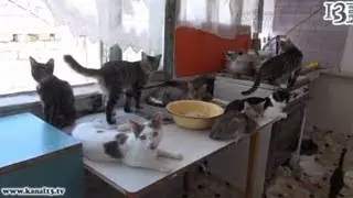 Bakıda sahibsiz heyvanlar üçün ilk sığınacaq - 