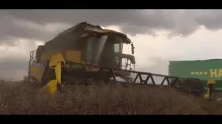 Żniwa rzepaczane 2016! 3 New Hollandy vs rzepak 2016!