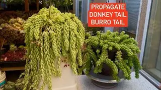 PROPAGATE SEDUM DONKEY TAIL/ BURRO TAIL | PROPAGATE SEDUM DONKEY TAIL