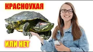 Красноухая черепаха. Уход, содержание, чем кормить и совместимость