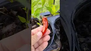 Murasaki purple pepper #florida #garden #zone10 #plants #veggies #growyourownfood #harvest