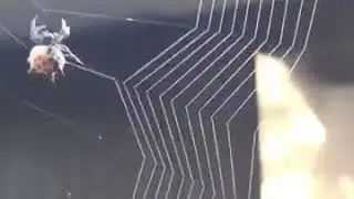 Amazing Darwin's Bark spider Spider Spinning Its Web - Close-Up Watch