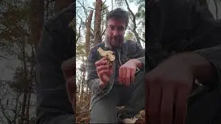 Come foraging with me - hedgehog mushrooms 🍄 