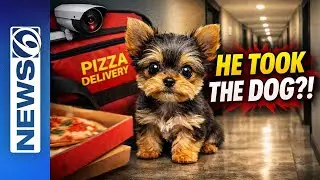Pizza Delivery Driver Scoops Up Child&rsquo;s Yorkie From Apartment Hallway