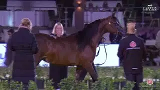 N 186 EXXALTED EMPRESS GRK   PSAIAHF 2026   Mares 4+ Years Old   Section B Class 5B