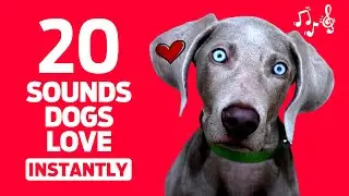 20 Sounds Dogs Love INSTANTLY 📣🐶❤️