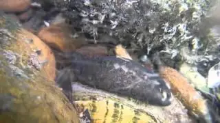 Lampsilis fasciola