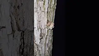 Cicada molting it's exoskeleton!  Please subscribe, thank you!