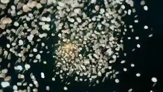 Pivot app official video