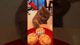 Этот кот &mdash; сертифицированный гурман 😋🐾