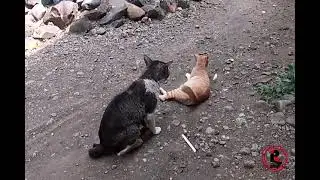 Cats mating