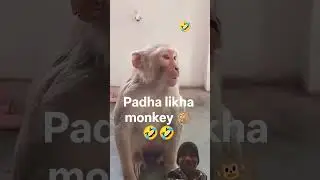 shiatish😱 monkey #funny😱 #shorts #reddit #youtubeshorts 🐒🤣🐒😱😱