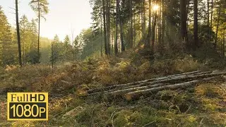 Beautiful Nature Relaxing Music, Flute prayer, Flute, Studying, Relaxing, Calming, Sleeping, Spa