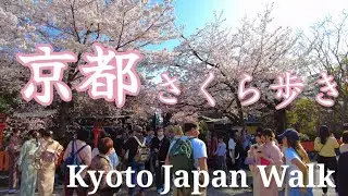 4/1(土)桜の京都を歩く🌸桜の祇園 木屋町 先斗町 鴨川ぶらり歩き。【4K】Kyoto Japan walk!#外国人観光客