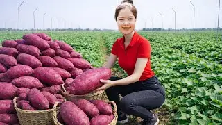 Harvesting 1000+KG giant purple SWEET POTATO selling them at the market- Cooking traditional dishes.